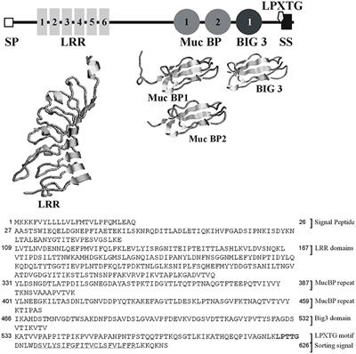 InlL from Listeria monocytogenes Is Involved in Biofilm Formation and Adhesion to Mucin